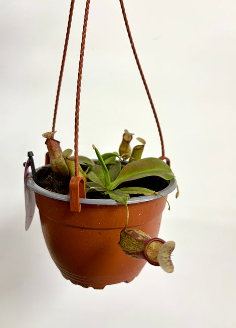 Pitcher plant