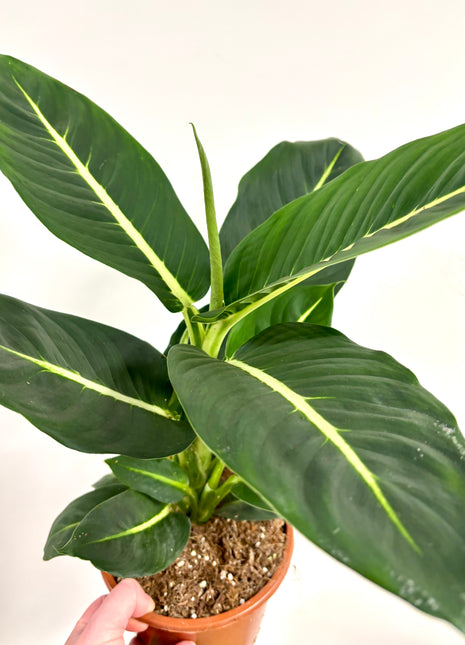 Dieffenbachia