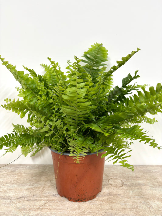 Nephrolepis/Boston Fern