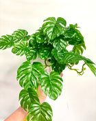 Faux monstera