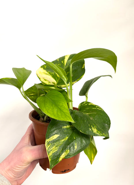Epipremnum Aureum