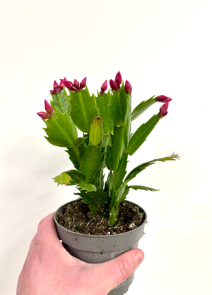 Schlumbergera