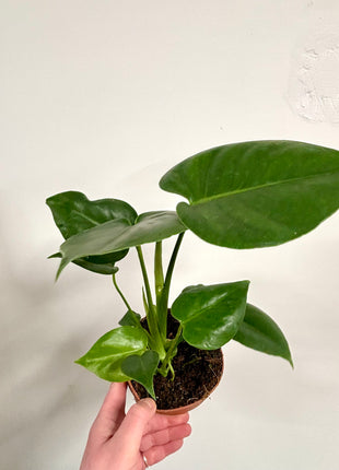 Monstera Deliciosa