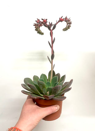 Echeveria Blue Prince