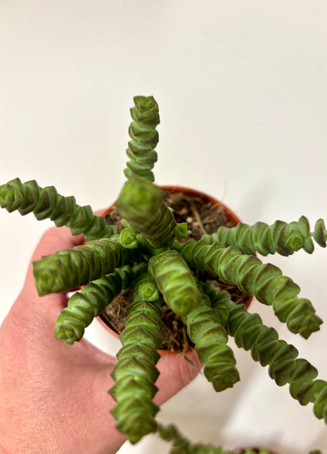 Crass Marnieriana Hottentot
