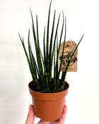 Sansevieria Fernwood Mikado