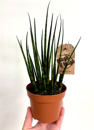 Sansevieria Fernwood Mikado