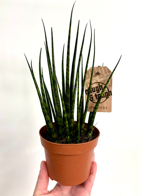 Sansevieria Fernwood Mikado