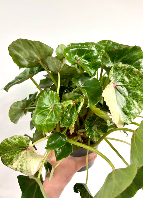 Begonia carre rouge variegated