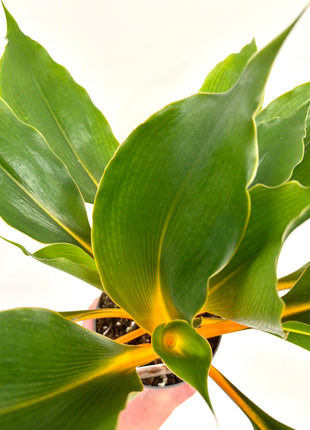Orange Spider / Fire Flash – House Plants by Laura