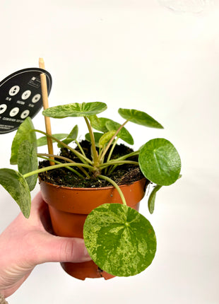 Pilea Peperomioides Mojito