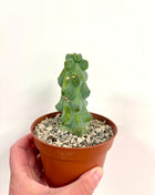 Myrtillocactis Nipel/Boobie cactus