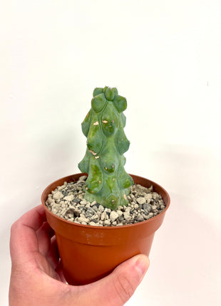 Myrtillocactis Nipel/Boobie cactus