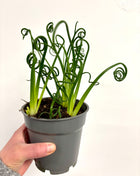 Albuca Spiralis Frizzle Sizzle