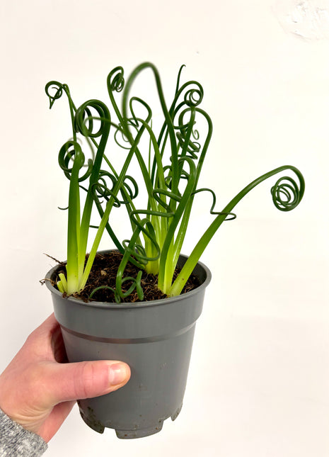 Albuca Spiralis Frizzle Sizzle