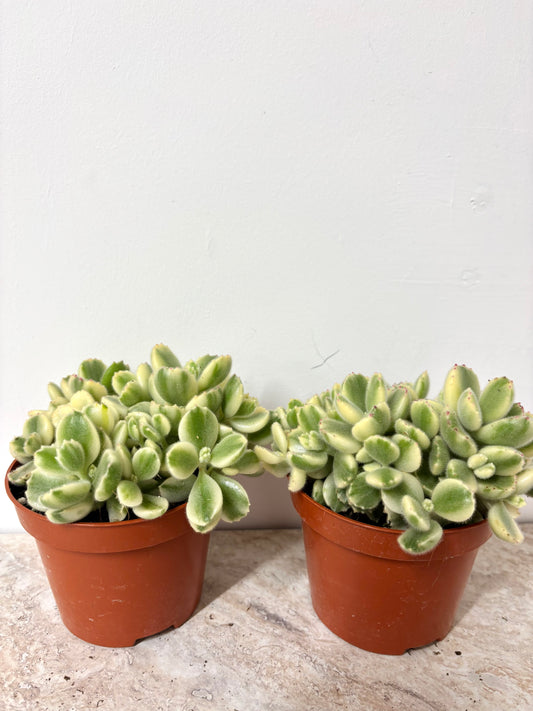 Cotyledon Ladismithiensis