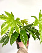 Fatsia Spider Variegata