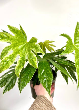 Fatsia Spider Variegata