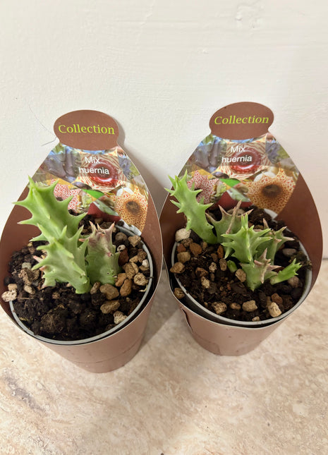 Huernia Macrocarpa