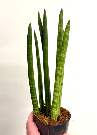 Sansevieria Mikado