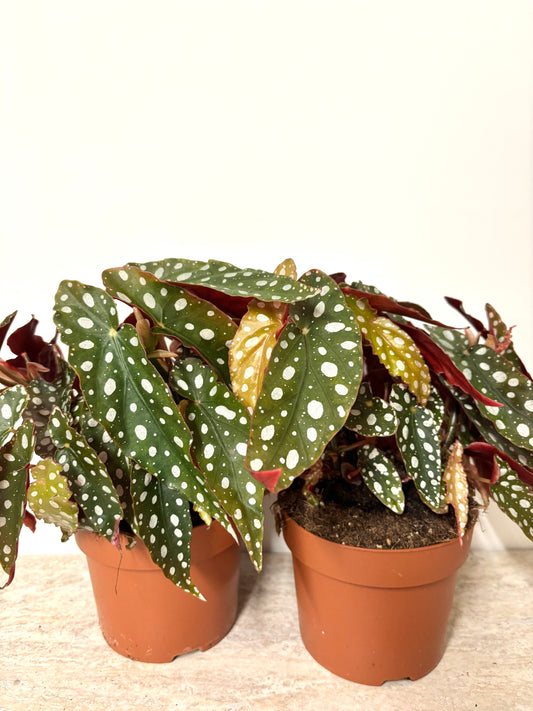 Begonia Maculata Silverspot