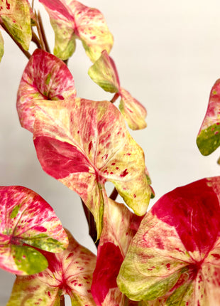 Faux Caladium