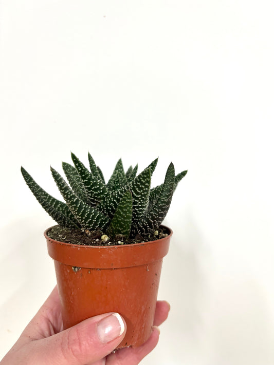 Gasterhaworthia Royal Higness