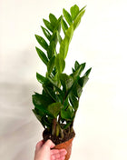Zamio  Zamiifolia