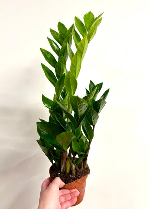 Zamio  Zamiifolia