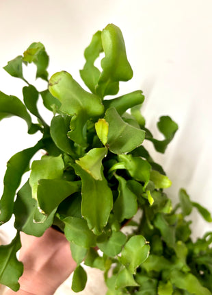 Epiphyllum Guatemalense