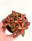 Fittonia - Pink/Red