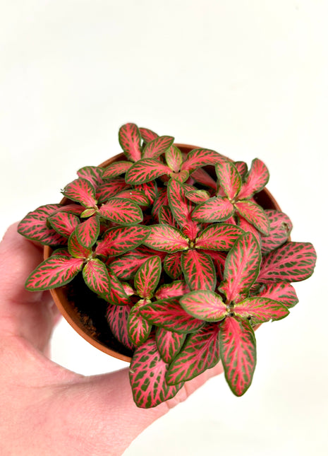 Fittonia - Pink/Red