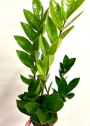 Zamio  Zamiifolia