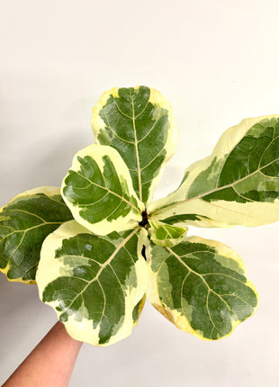 Ficus Lyrata Variegata