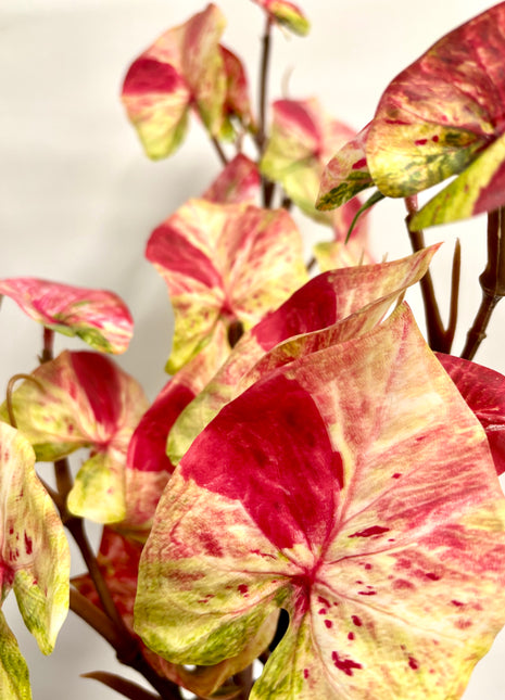 Faux Caladium