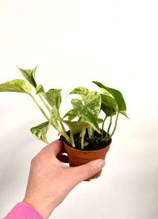 Epipremnum Marble Queen