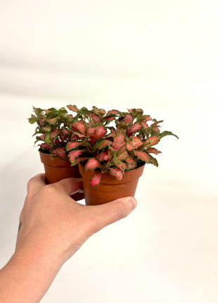 Fittonia - Pink/Red