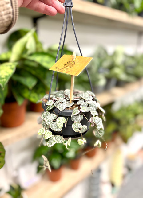 Ceropegia Variegata String of Hearts