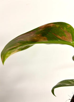Philodendron Congo Variegata (possibly Green Congo Nuclear)