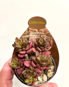 Lenopetalum Chocolate & Strawberry