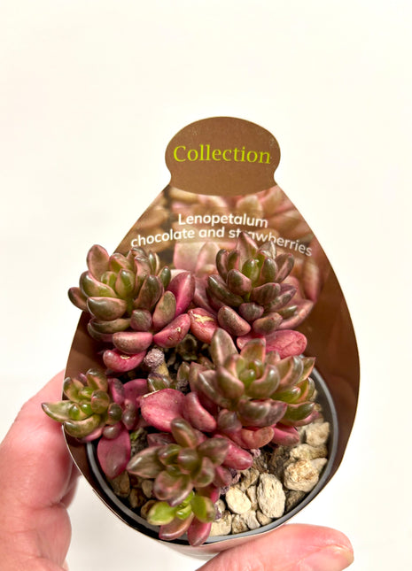 Lenopetalum Chocolate & Strawberry