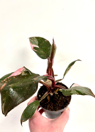 Philodendron pink princess marble