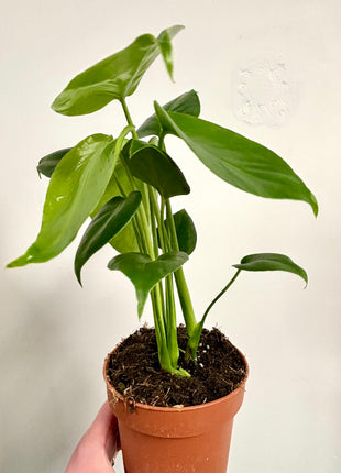 Monstera Deliciosa