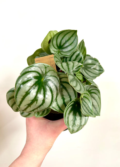 Peperomia Watermelon