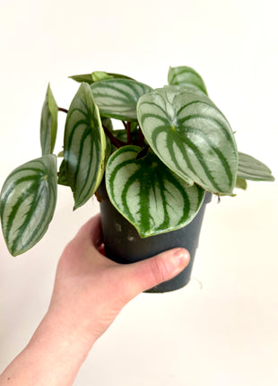 Peperomia Watermelon