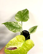 Monstera Mint