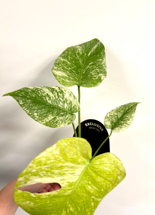 Monstera Mint