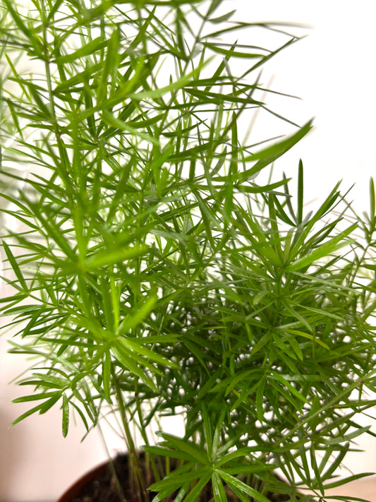 Asparagus Sprengeri Fern