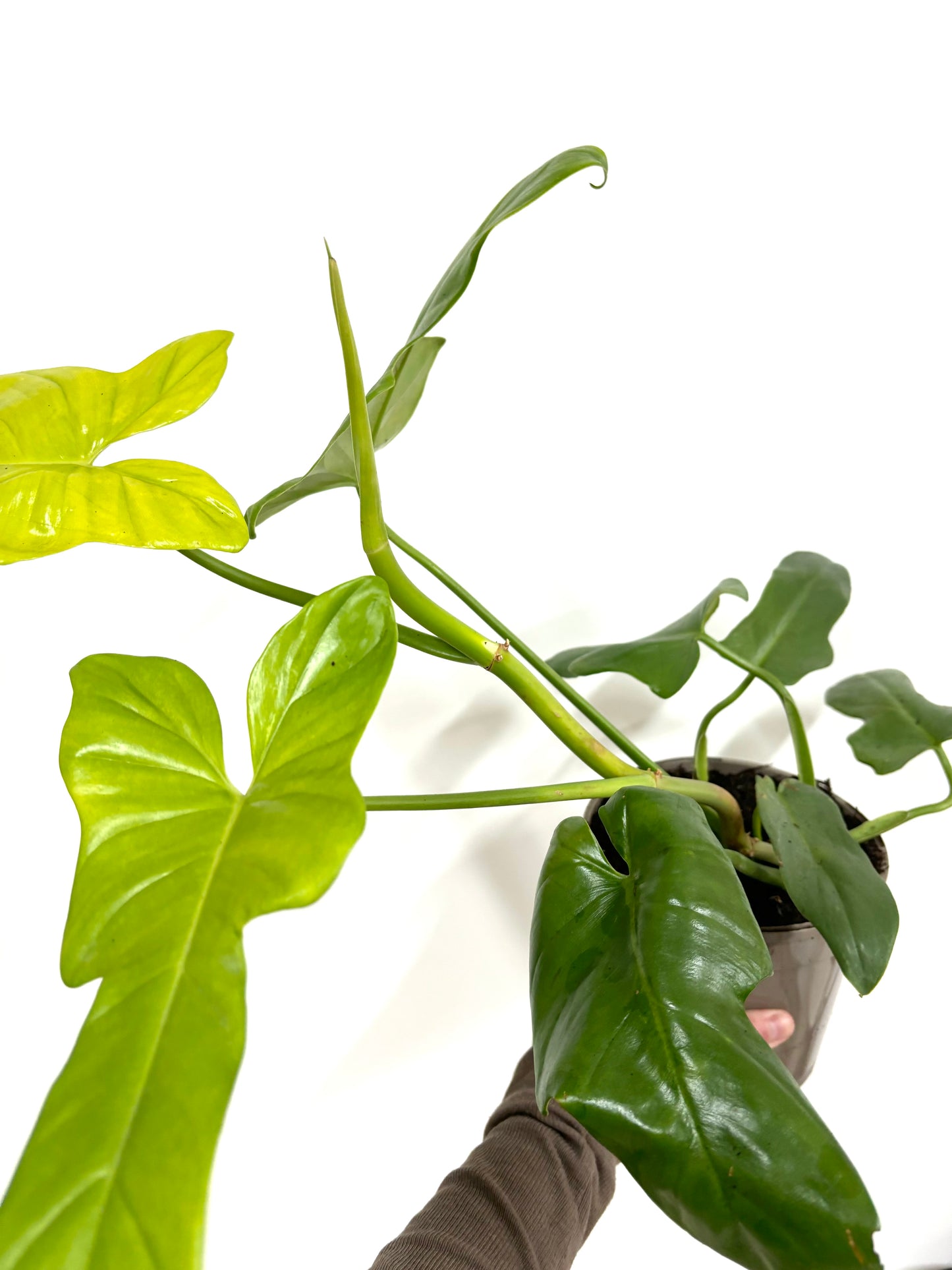 Philodendron Golden Violin