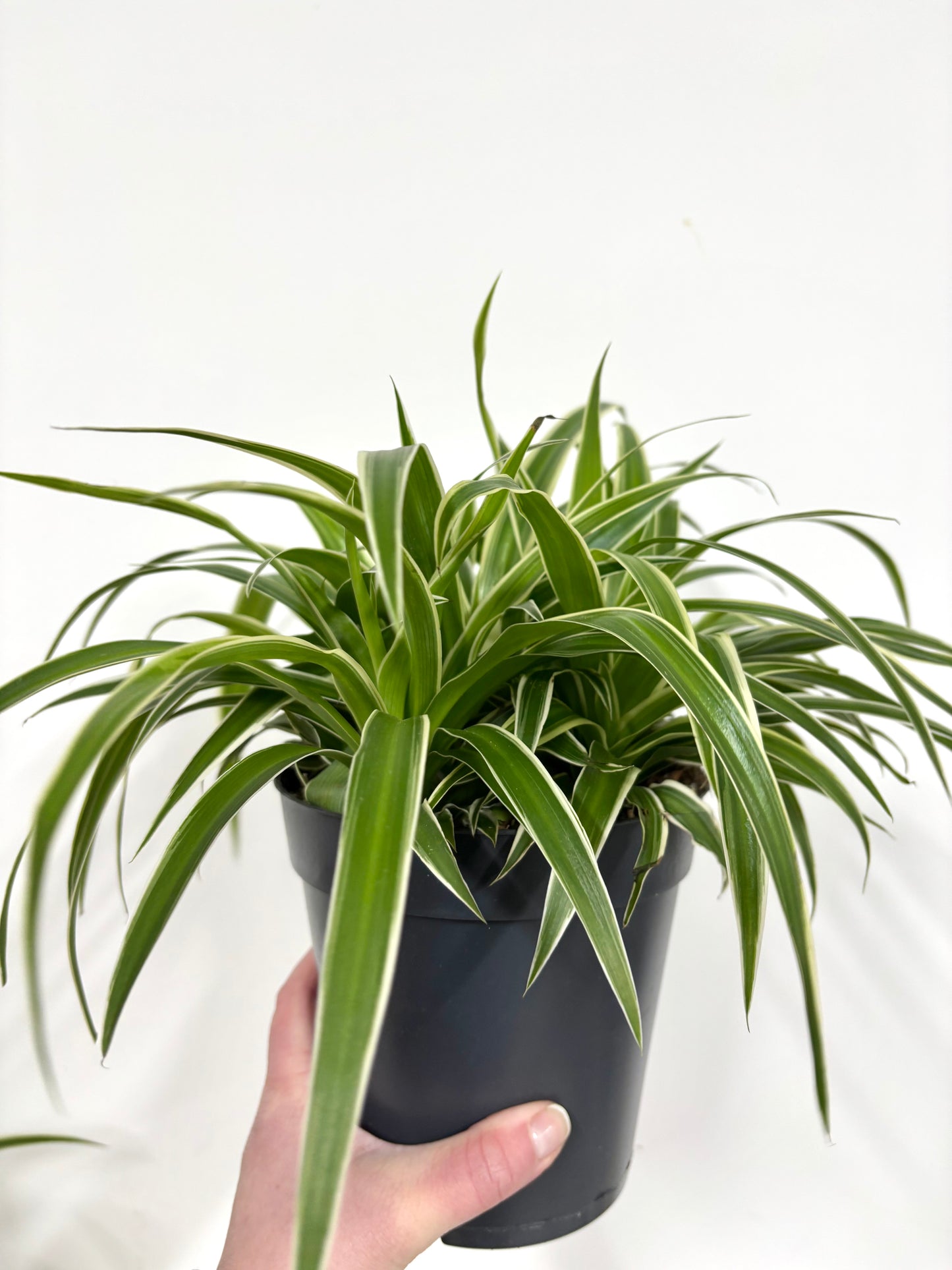 Spider Plant